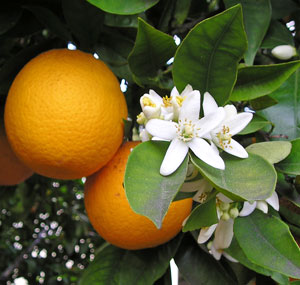 Апельсиновое сладкий