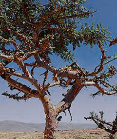 Ладанное дерево