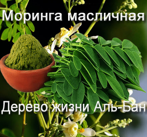 Moringa oleiferaw
