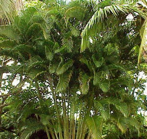 Арековая пальма Катеху