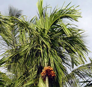 Арековая пальма