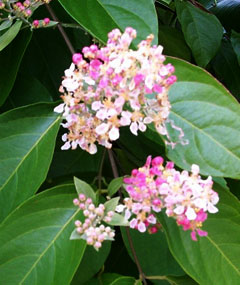 Аяхуаска Цветок