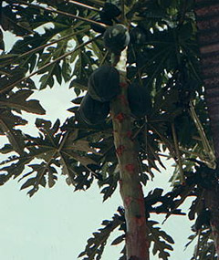 Покрытосеменные растения папайя