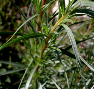 Полынь эстрагоновидная Artemisia dracunculus