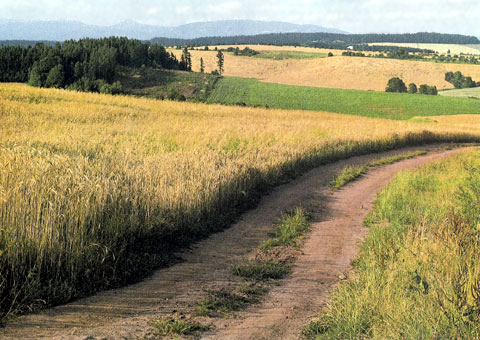 Пейзаж между Буковиной и Пецкой