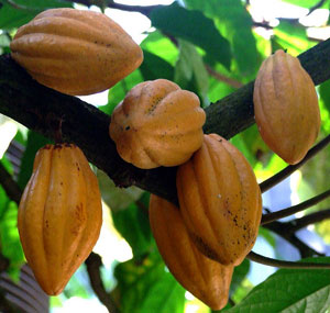 Какао шоколадное дерево