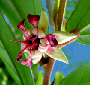 Какао цветок