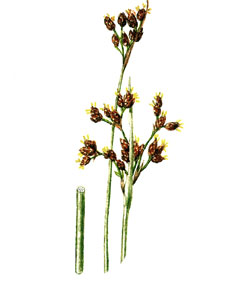 Камыш озерный Scirpus lacustris