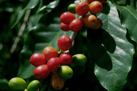 Плоды кофейного дерева
