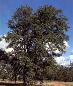 Копайское дерево