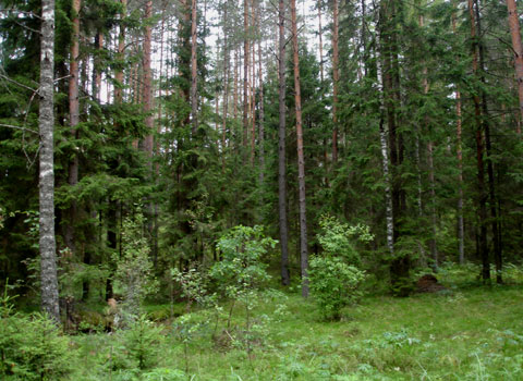 Еловый лес