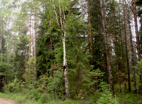 Леса Костромы