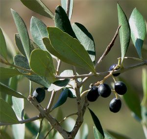 Маслина европейская или Оливковое дерево