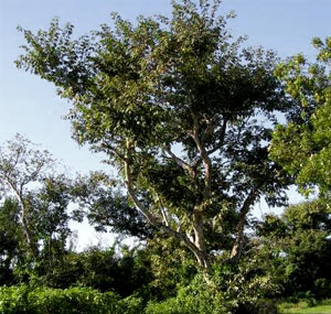 Писцидиевое дерево Семейство Бобовые