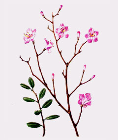 Даурский рододендрон Rhododendron deuricum
