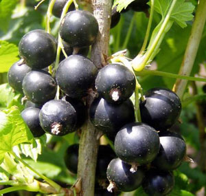 Смородина черная ягоды