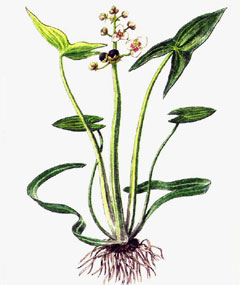 Стрелолист Sagittaria sagittifolia
