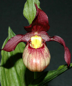 Семейство Орхидные Башмачок Циприпедиум
