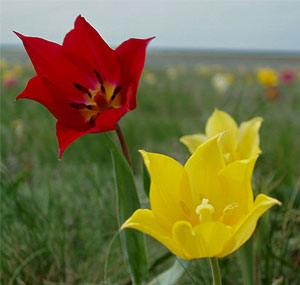 Тюльпан Геснера цветок