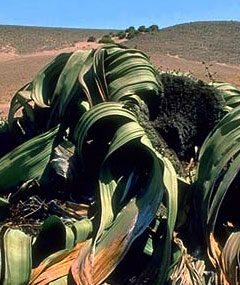 Гнетовые растения Вельвичия Welwitschia