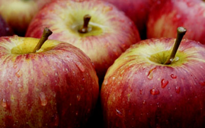 Плоды яблони