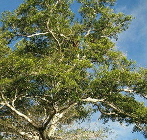 Цинхона хинное дерево