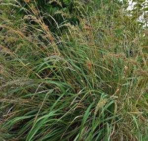 Цитронелловая трава